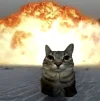 Pipidastr