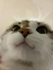 snime
