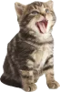 joiboi