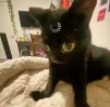 René