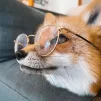 AnEliteFox