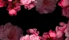 rufi_fus