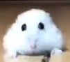 GopherBum