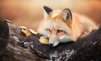 Pinecone and Fox