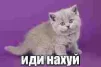 Zxcnua