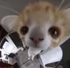 Bikky